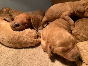 Red Labradoodle Puppies For Sale, Iowa, Males and Females Available, Ready Soon!